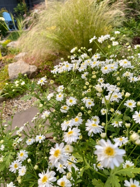 Creigiau Village Gardens